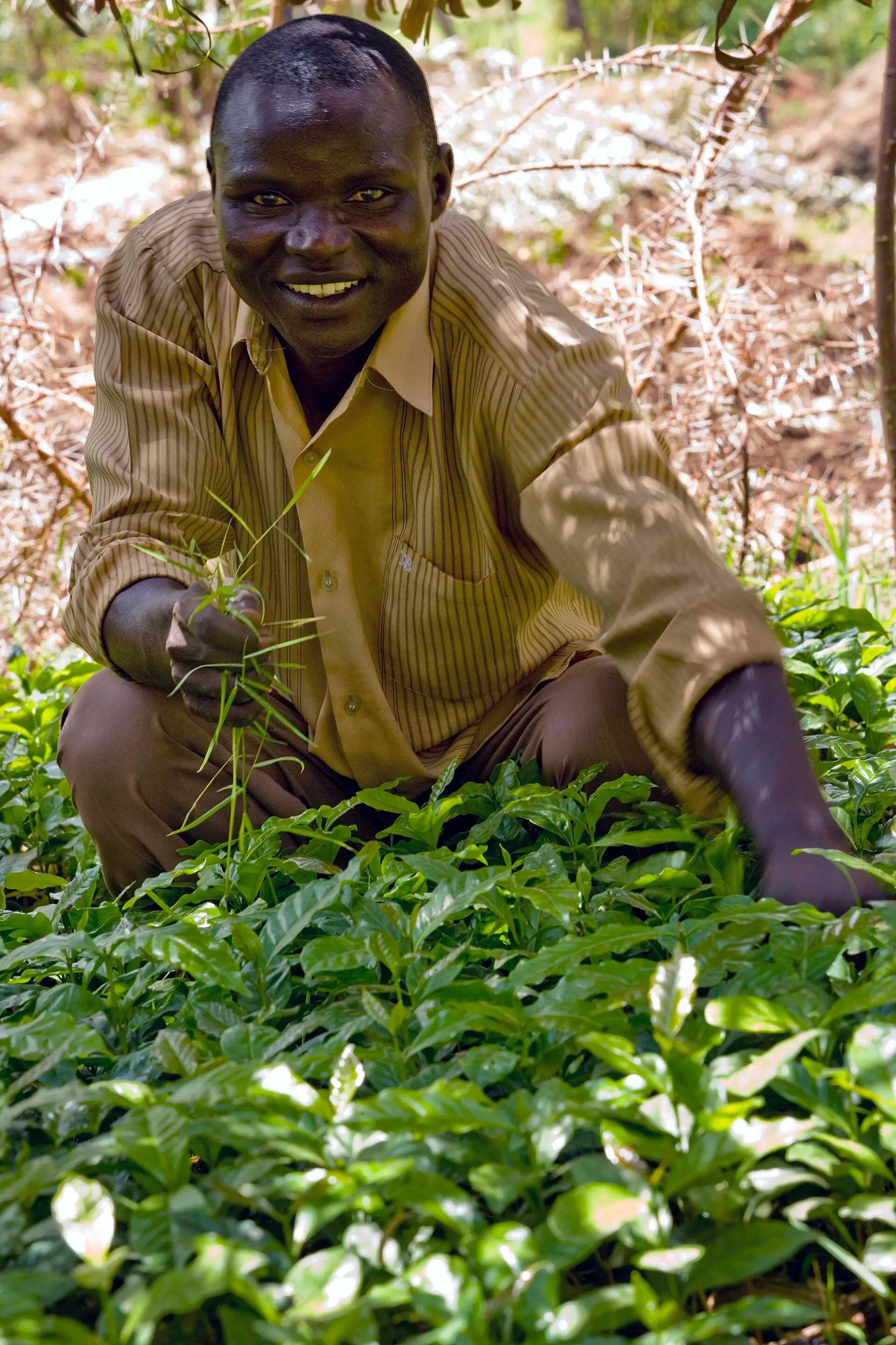 A man watering and tending rows of young tree seedlings in a plant nursery