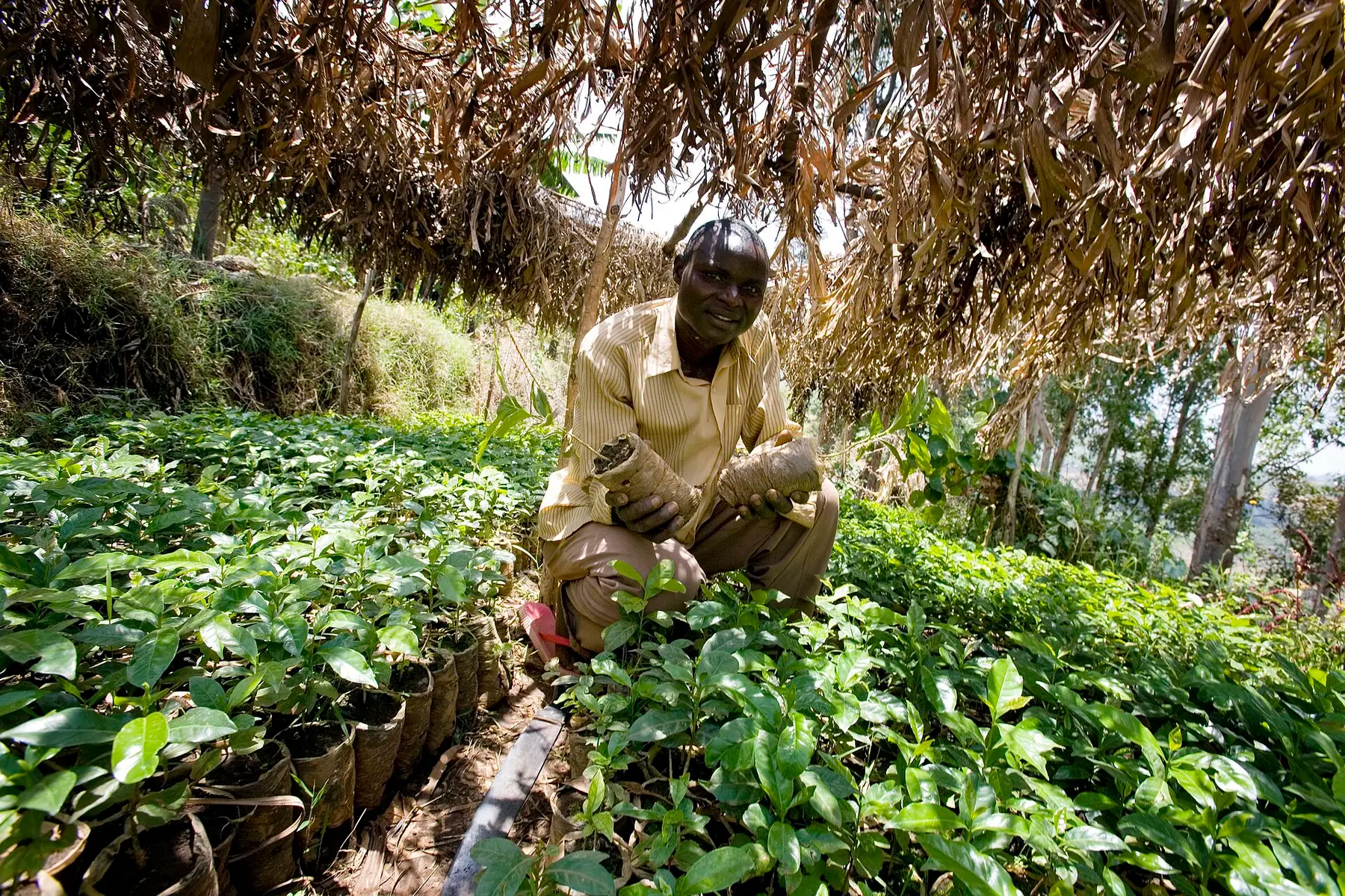 A smallholder farmer working in a green cultivated field