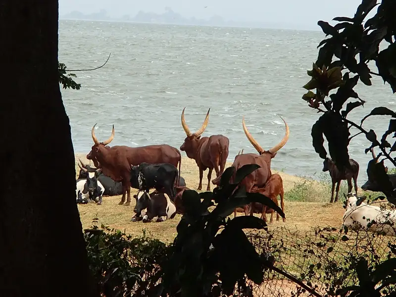 Ankole longhorn cattle with large curved horns grazing