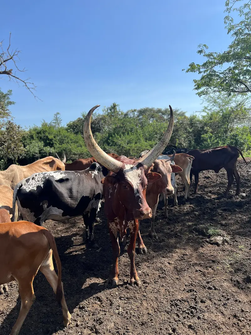 Ankole cattle standing together inside a fenced kraal