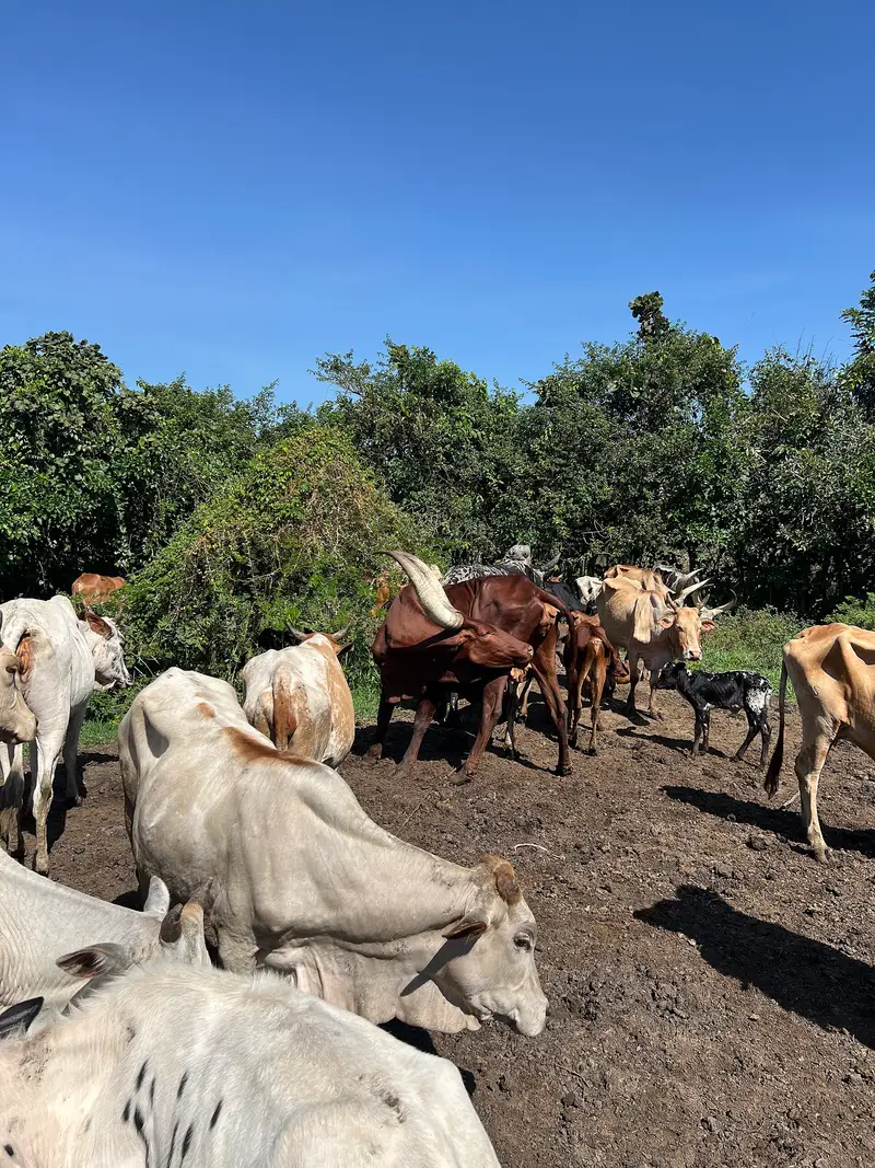 Ankole cattle standing together inside a fenced kraal enclosure