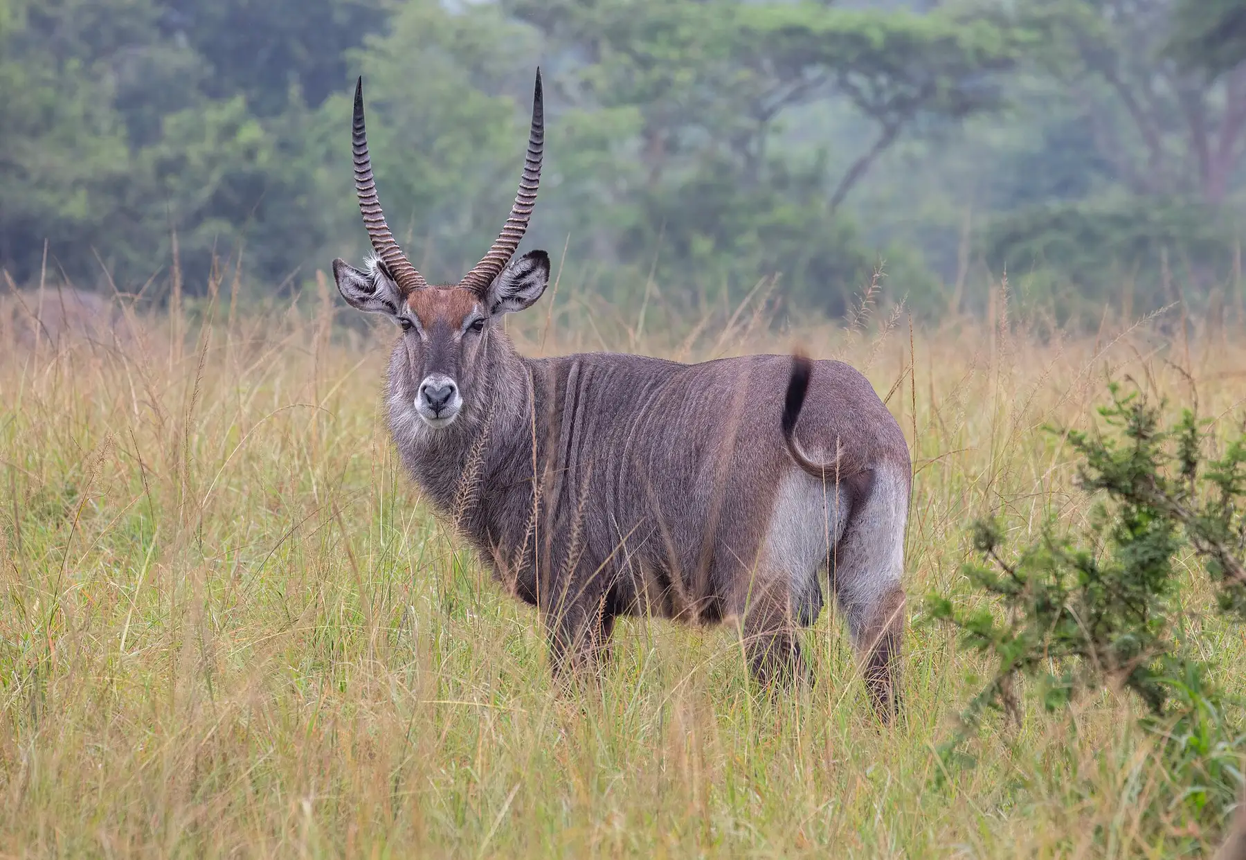 A Defassa waterbuck antelope standing among grass in Lake Mburo National Park