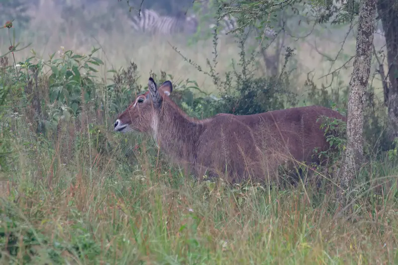 A Defassa waterbuck standing in grassland