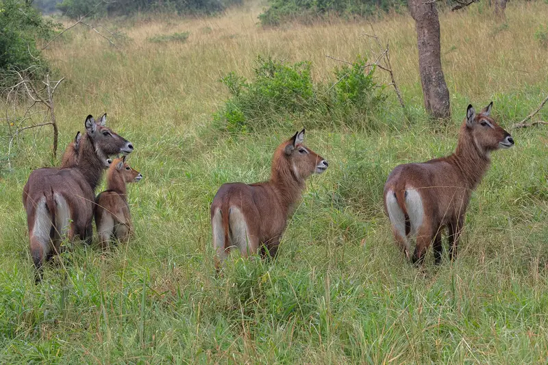 A group of waterbuck antelope in grassland