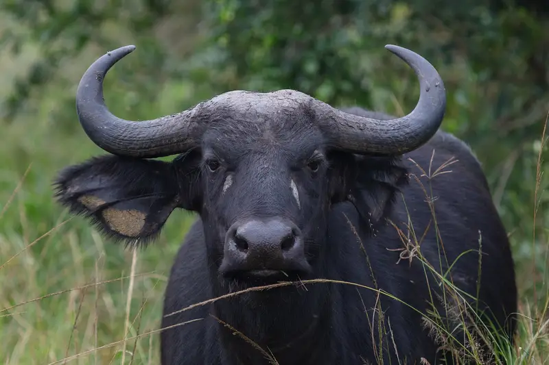A Cape buffalo standing in grassland in Lake Mburo National Park, Uganda