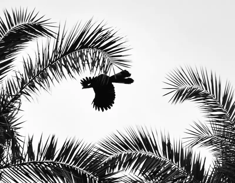 A great blue turaco perched in forest canopy