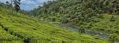 Rows of tea bushes running down to a watercourse with trees along it