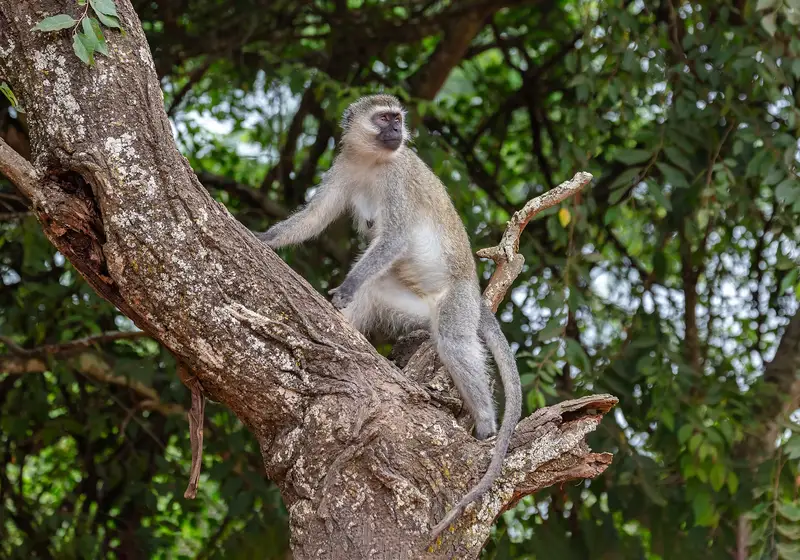 A tantalus monkey sitting in woodland at Lake Mburo National Park