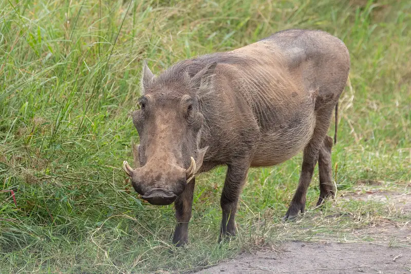 A common warthog foraging in short grass at Lake Mburo National Park