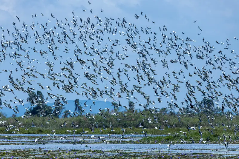 A flock of water birds on a wetland