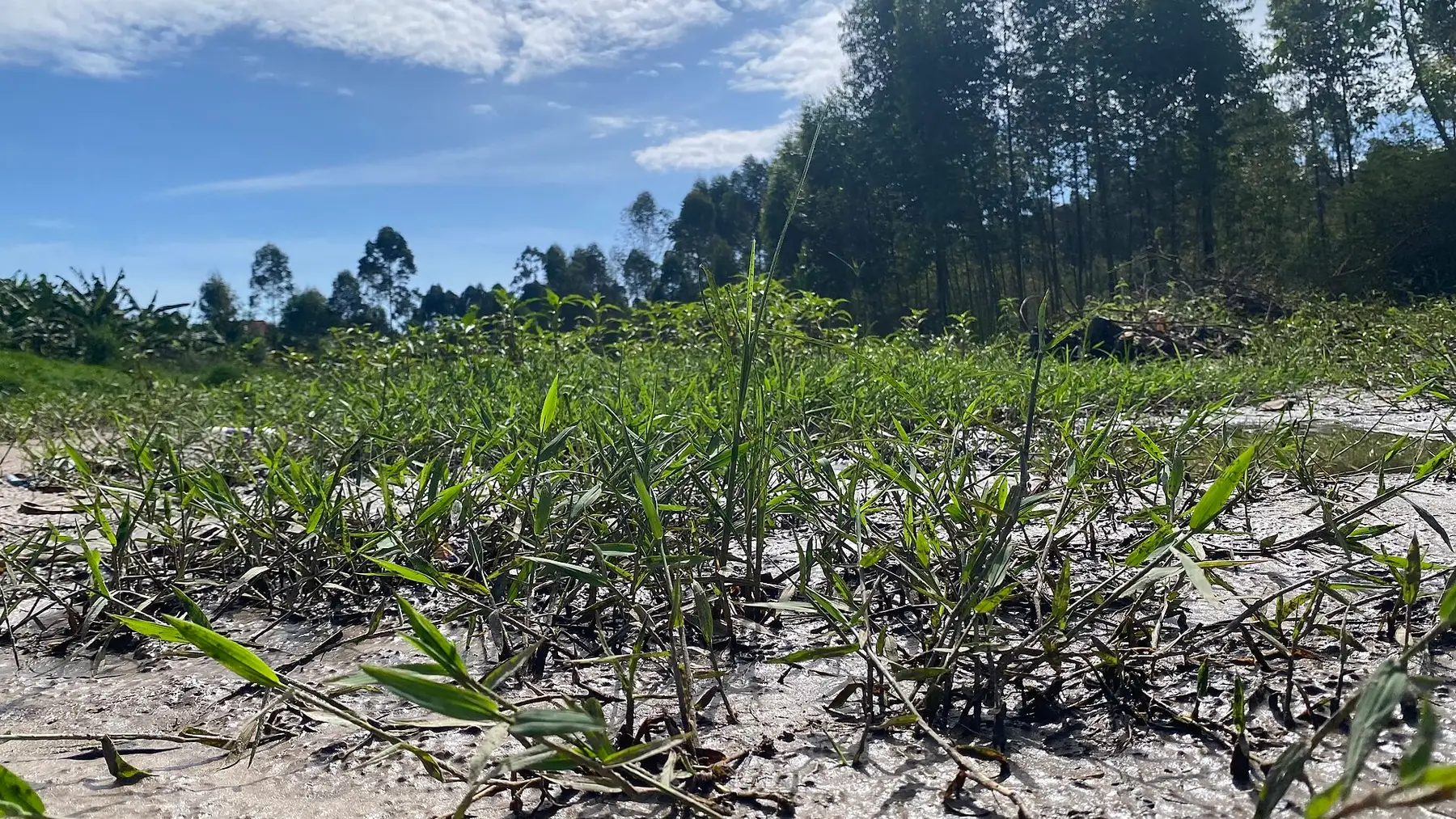 Close view of riverside plants growing along the edge of the River Rwizi