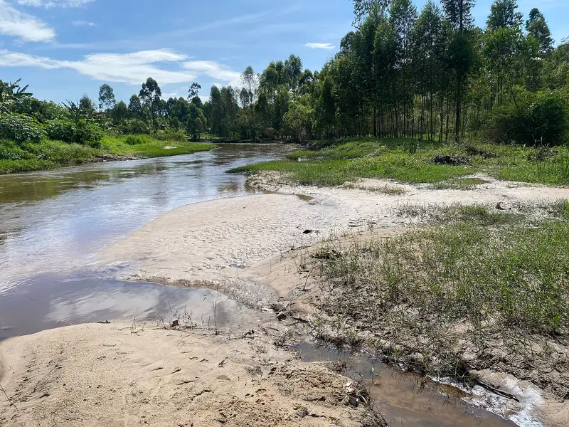 Pale sand deposits built up in the bed of the River Rwizi beside green bank vegetation