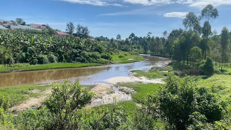 Wide view of green vegetation surrounding the River Rwizi in Mbarara